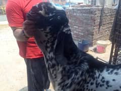 2sal ka bakra h bareedar