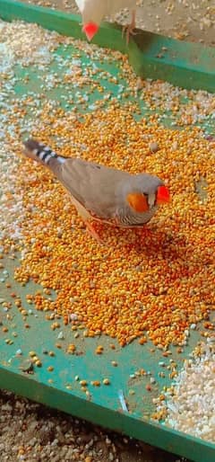 Zebra Finch, Crown head Gold finch,,,,
