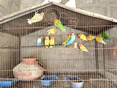 MIX BIRDS URGENT SALE