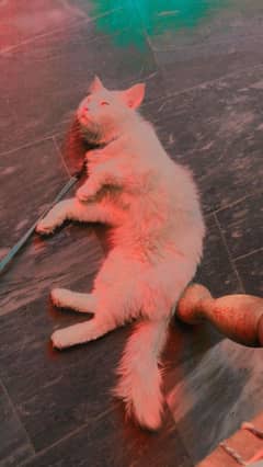 for sale persion male cat healthy and loving. . .