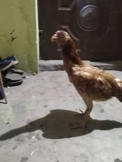 breeder