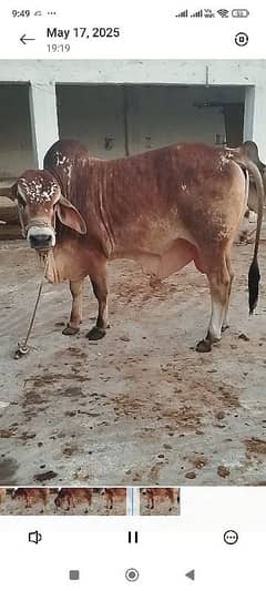 qurbani bachra bull for sale
