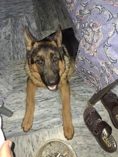 German Shepherd Double Coat 6month Old dog Pedigree