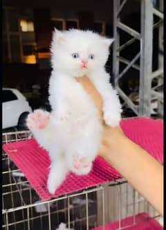 Persian cat