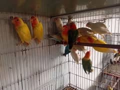 lovebirds for sale total pcs 20