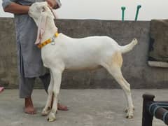 Bakra Rajan pur nasal