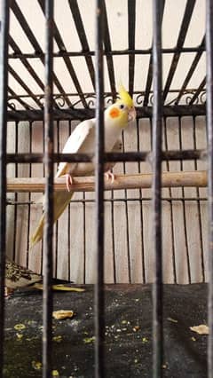 Red eyis male coman wait gray fimale ha blach ayes Bred pr any wala ha