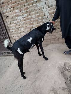 Dunday bakray for qurbani 2025