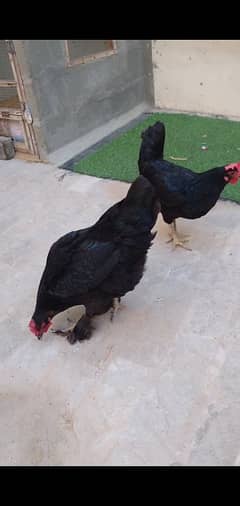 2 Australorp for Sale