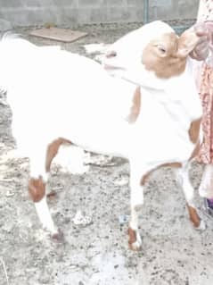 Bakra