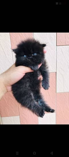semi punch male kitten