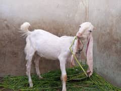 gulabi bakra and ablak bakri for sale