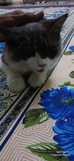 need money that's y sell this cat