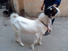 Gulabi nasal Karachi home breed