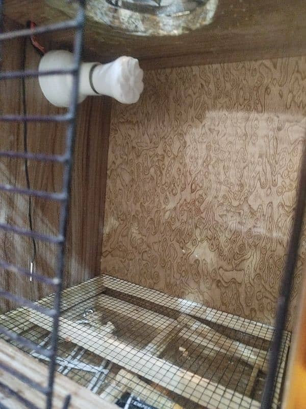 Bird& chicks  brooder 2