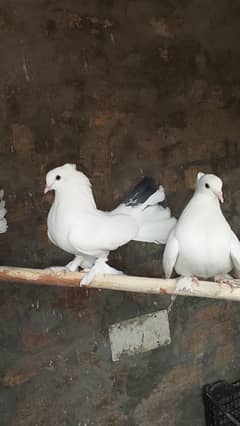 lucky pigeon pair and single