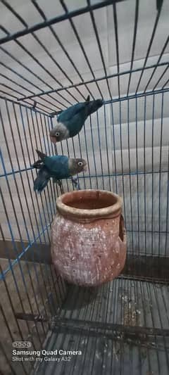 Love bird Blue Fisher