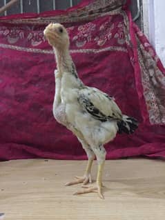 Aseel Murga