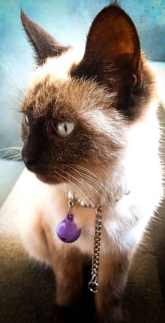 Siamese Cat