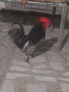 bantam pair