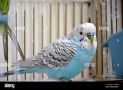 Australian Parrot