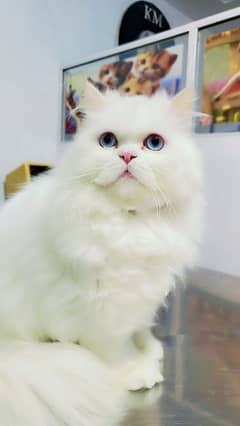 Persian cat