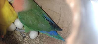 love birds bleeding pair