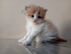 Adorable