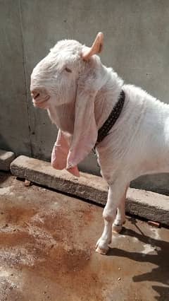 Gulabi bakra