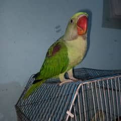 raw kashmiri parrot for sale