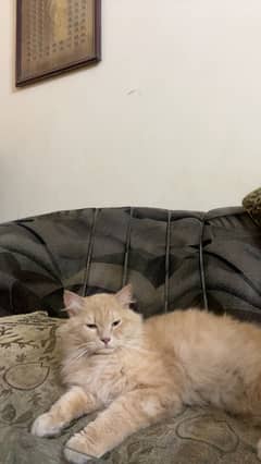 Persian