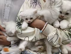 Persian