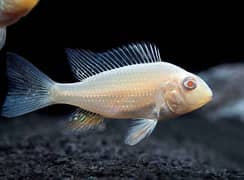 Albino
