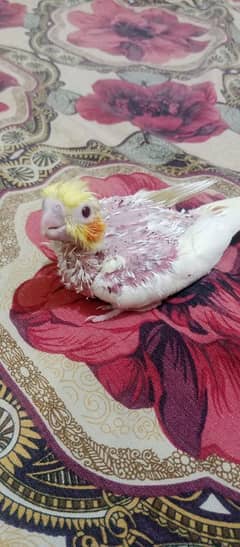 Cocktail Parrot Chick