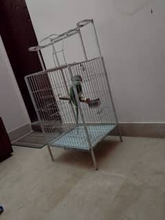 Alexander parrot