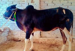 qurbani