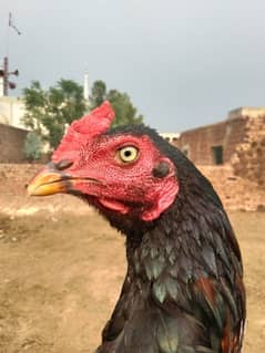 Black high quality patha