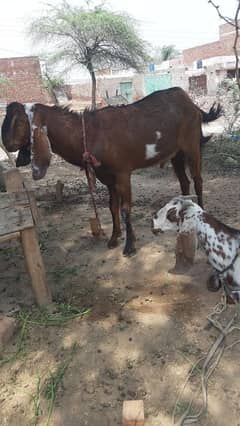 Eid qurbani 3 animal