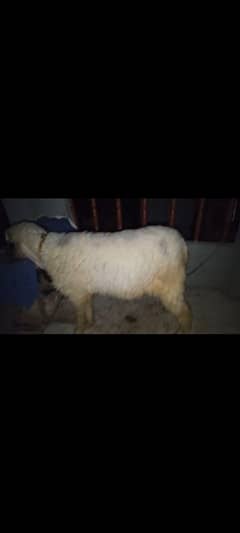 Desi chatra qurbani 2025