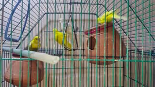 Urgent sale Budgies