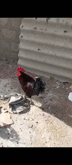 Australorp Hens