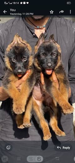 German Shepard pair for sale