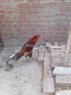 aseel murgha for sale