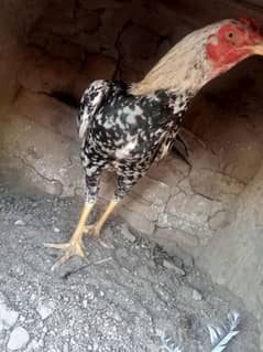 Aseel Murga for sale