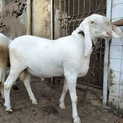 Bumba