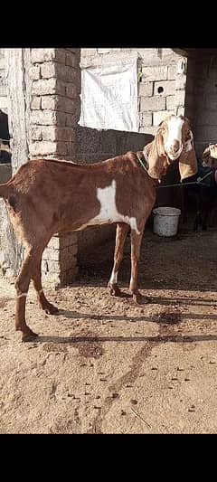 Bakri