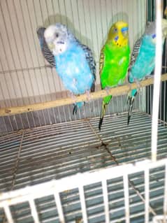 Australian Parrot