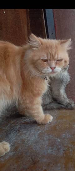 Persian
