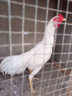 Aseel Heera patha for sale