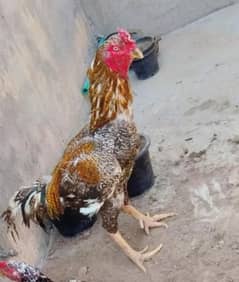 murgh